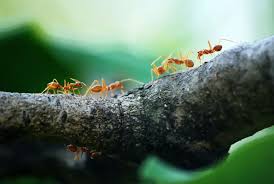 ant