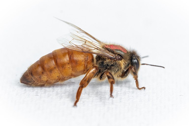 queen bee